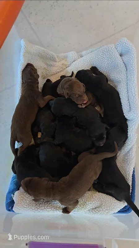 Male Black and Rust  – Doberman Pinscher puppy for sale in Round Lake, IL
