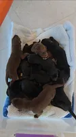 Male Black and Rust , a male Doberman Pinscher for sale in Round Lake, IL – 1 of 3