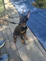 Olive, a female Doberman Pinscher for sale in Round Lake, IL – 4 of 4