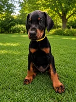 AKC full European Champion blood line male, a male Doberman Pinscher for sale in Round Lake, IL – 1 of 5