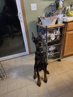 Olive, a female Doberman Pinscher for sale in Round Lake, IL – 2 of 4