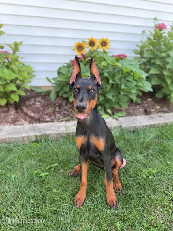 Pink-Lucy – Doberman Pinscher puppy for sale in Round Lake, IL