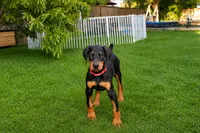 AKC full European Champion blood line female, a female Doberman Pinscher for sale in Round Lake, IL – 1 of 5