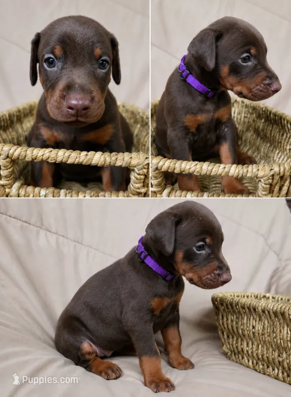 Female Red and Rust – Doberman Pinscher puppy for sale in Round Lake, IL