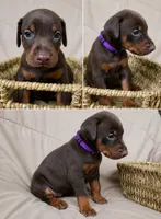 Female Red and Rust, a female Doberman Pinscher for sale in Round Lake, IL – 1 of 1