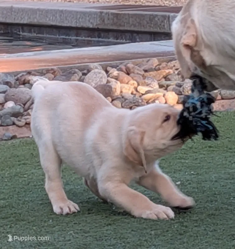 Identified by yellow collar – Labrador Retriever puppy for sale in Peoria, AZ