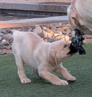 Yellow, a male Labrador Retriever for sale in Peoria, AZ – 2 of 8