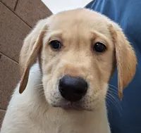 Yellow, a male Labrador Retriever for sale in Peoria, AZ – 4 of 8