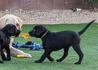 White, a female Labrador Retriever for sale in Peoria, AZ – 3 of 5