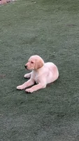 Yellow, a male Labrador Retriever for sale in Peoria, AZ – 3 of 8