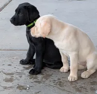 Identified by Green collar, a male Labrador Retriever for sale in Peoria, AZ – 2 of 3