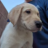 Yellow, a male Labrador Retriever for sale in Peoria, AZ – 5 of 8