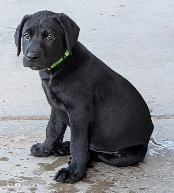 Identified by Green collar – Labrador Retriever puppy for sale in Peoria, AZ