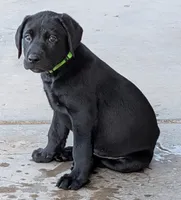 Identified by Green collar, a male Labrador Retriever for sale in Peoria, AZ – 1 of 3