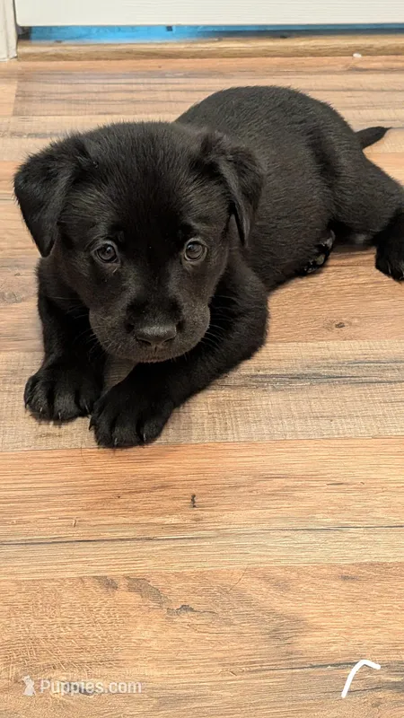 Identified by white collar – Labrador Retriever puppy for sale in Peoria, AZ