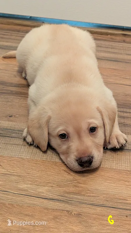 Identified by yellow collar – Labrador Retriever puppy for sale in Peoria, AZ