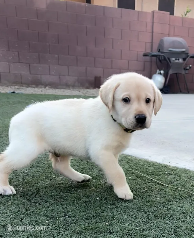 Identified by yellow collar – Labrador Retriever puppy for sale in Peoria, AZ