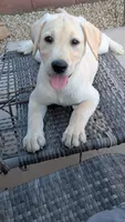 Pink, a female Labrador Retriever for sale in Peoria, AZ – 1 of 3