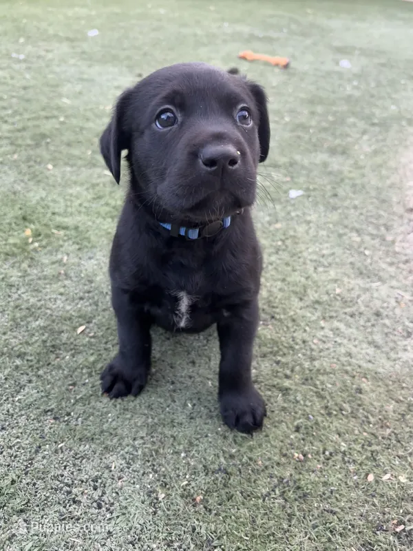 Identified by Blue collar – Labrador Retriever puppy for sale in Peoria, AZ