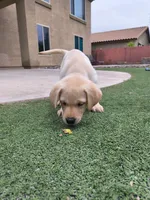 Identified by Violet Collar, a female Labrador Retriever for sale in Peoria, AZ – 3 of 5