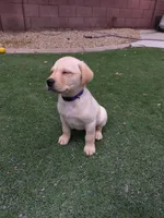 Identified by Violet Collar, a female Labrador Retriever for sale in Peoria, AZ – 4 of 5