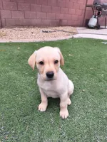 Identified by Violet Collar, a female Labrador Retriever for sale in Peoria, AZ – 2 of 5
