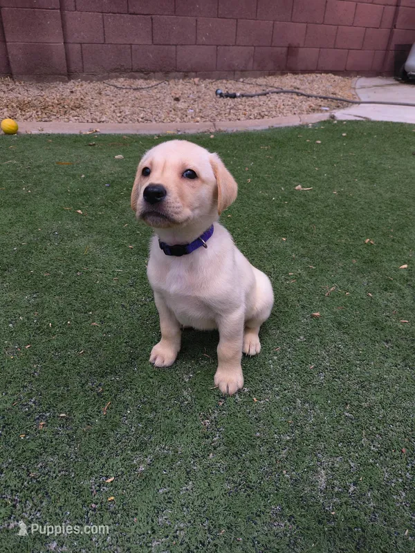 Identified by Violet Collar – Labrador Retriever puppy for sale in Peoria, AZ