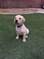 Identified by Violet Collar, a female Labrador Retriever for sale in Peoria, AZ – 1 of 5