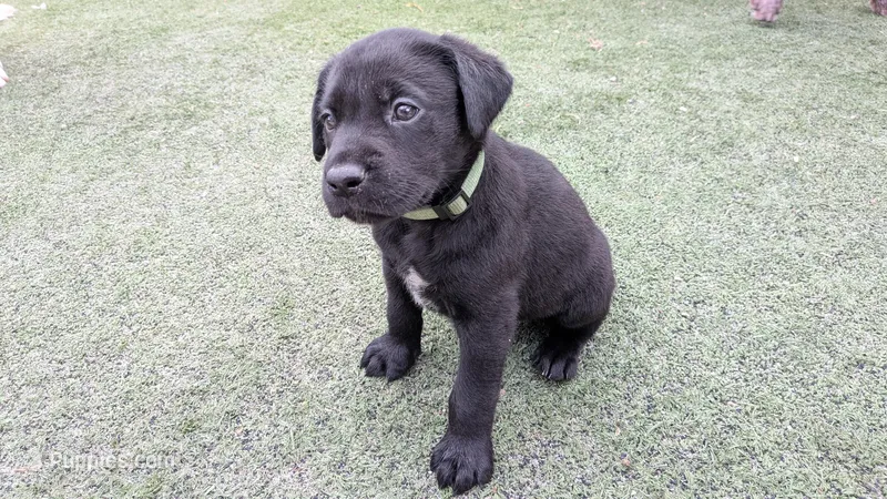 Identified by Green collar – Labrador Retriever puppy for sale in Peoria, AZ