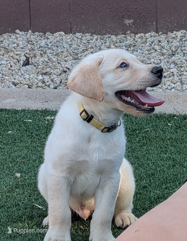 Identified by yellow collar – Labrador Retriever puppy for sale in Peoria, AZ