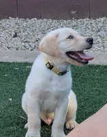Yellow, a male Labrador Retriever for sale in Peoria, AZ – 6 of 8