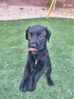 Blue, a female Labrador Retriever for sale in Peoria, AZ – 5 of 5