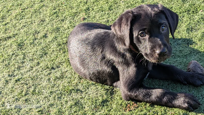 Identified by Blue collar – Labrador Retriever puppy for sale in Peoria, AZ