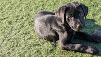Blue, a female Labrador Retriever for sale in Peoria, AZ – 1 of 5