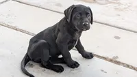 Blue, a female Labrador Retriever for sale in Peoria, AZ – 3 of 5