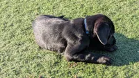 Blue, a female Labrador Retriever for sale in Peoria, AZ – 2 of 5