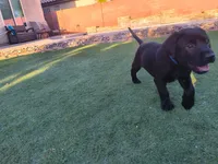 Blue, a female Labrador Retriever for sale in Peoria, AZ – 4 of 5
