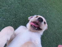 Yellow, a male Labrador Retriever for sale in Peoria, AZ – 7 of 8