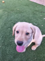 Yellow, a male Labrador Retriever for sale in Peoria, AZ – 8 of 8