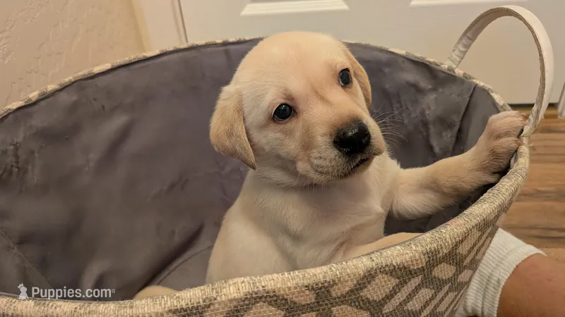 Identified by pink collar – Labrador Retriever puppy for sale in Peoria, AZ