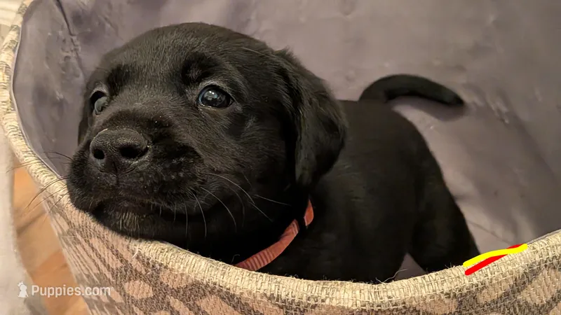 Identified by orange collar – Labrador Retriever puppy for sale in Peoria, AZ