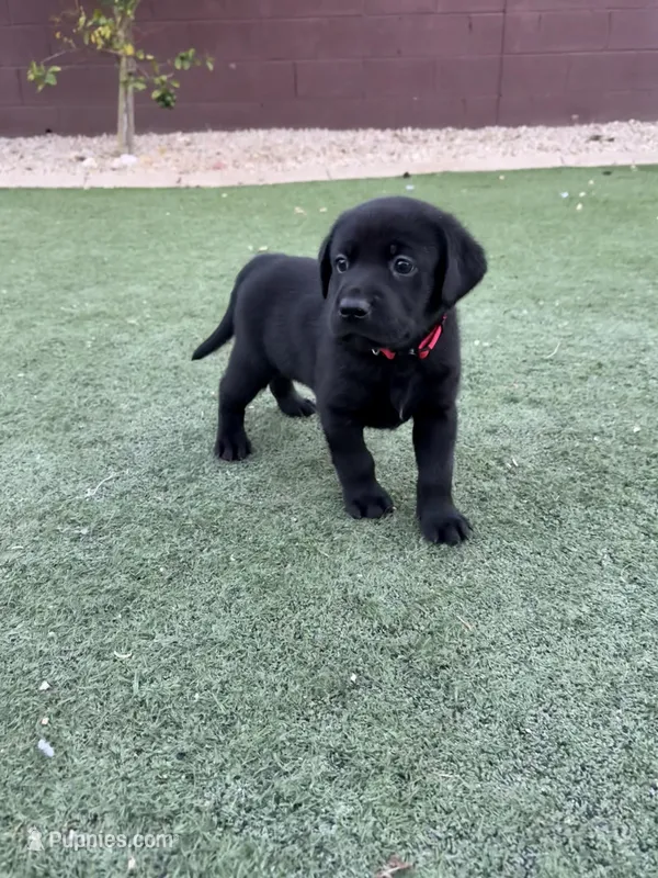 Identified by Red collar – Labrador Retriever puppy for sale in Peoria, AZ