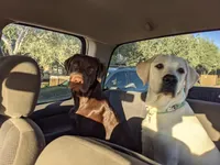 Identified by Red collar, a male Labrador Retriever for sale in Peoria, AZ – Photo 4 of 4