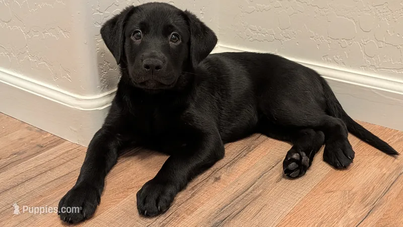 Identified by white collar – Labrador Retriever puppy for sale in Peoria, AZ