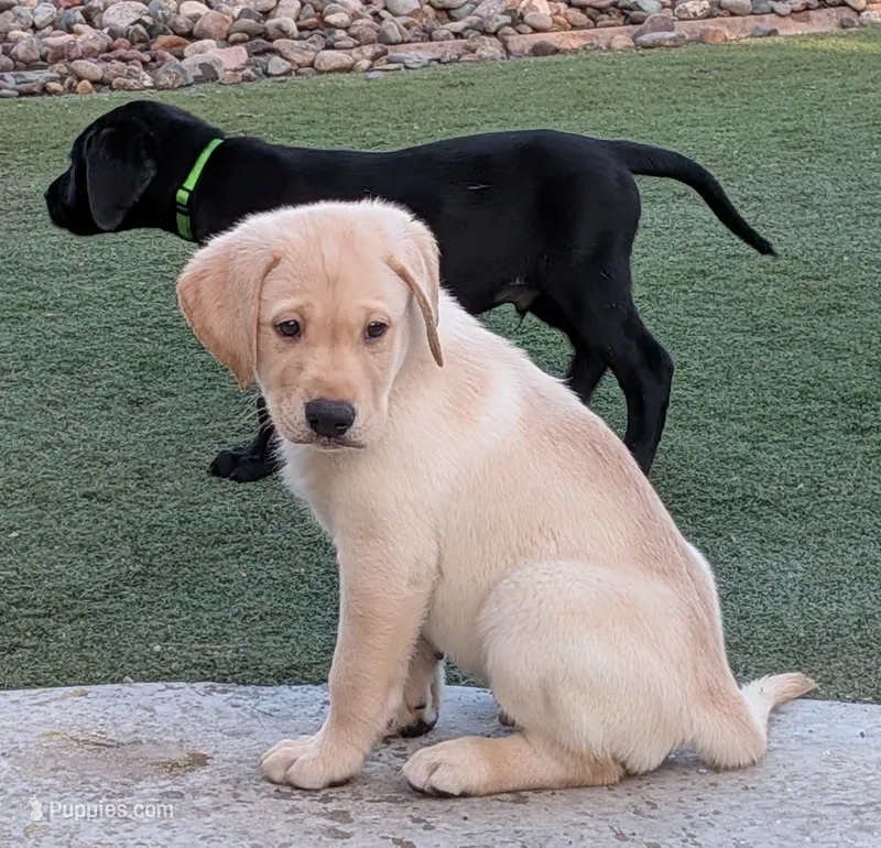 Identified by yellow collar – Labrador Retriever puppy for sale in Peoria, AZ