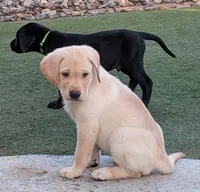 Yellow, a male Labrador Retriever for sale in Peoria, AZ – 1 of 8