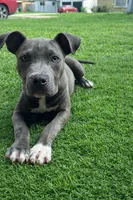 Blue nose, a male American Bulldog for sale in Houston, TX – Photo 2 of 3