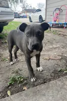 Blue nose, a male American Bulldog for sale in Houston, TX – Photo 1 of 3