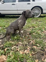 Blue nose, a male American Bulldog for sale in Houston, TX – Photo 3 of 3