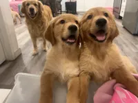 Kanga (lighter red), a female Golden Retriever for sale in San Diego, CA – Photo 3 of 5